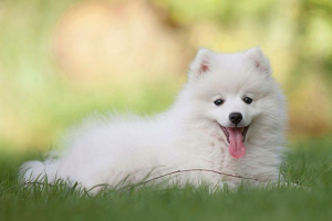 Malý bílý psi - top 6 plemena
